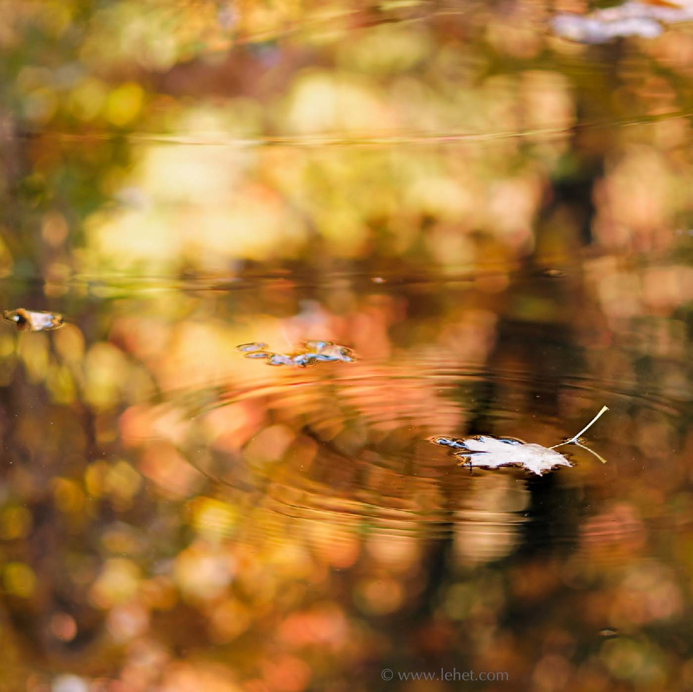 Single Leaf and Foliage Reflections 2013