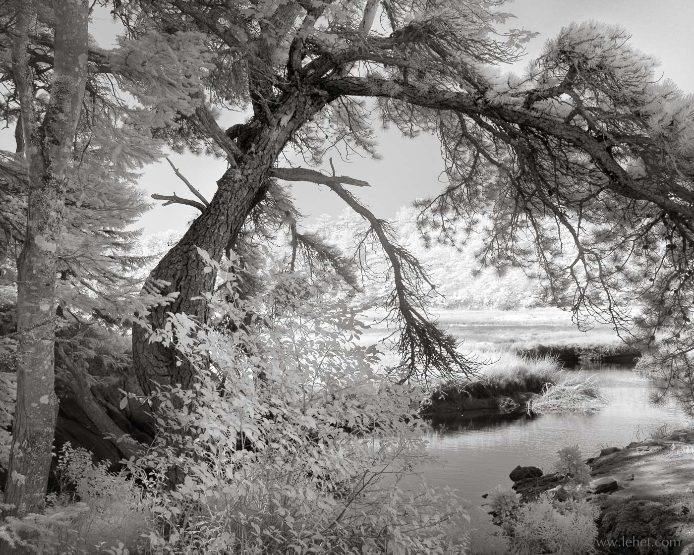 Pine by Cranberry Bog, Infrared
