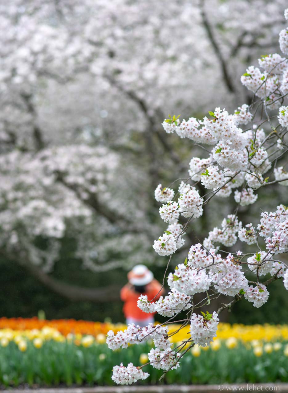 Flowering Trees, Tulips, and White Hat