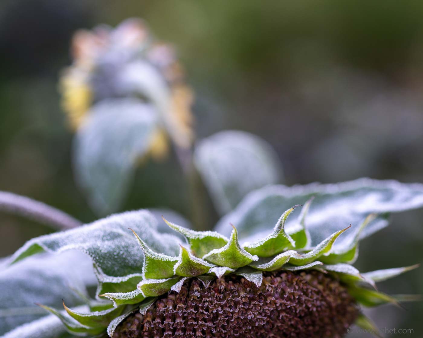 Frosted Sunflower