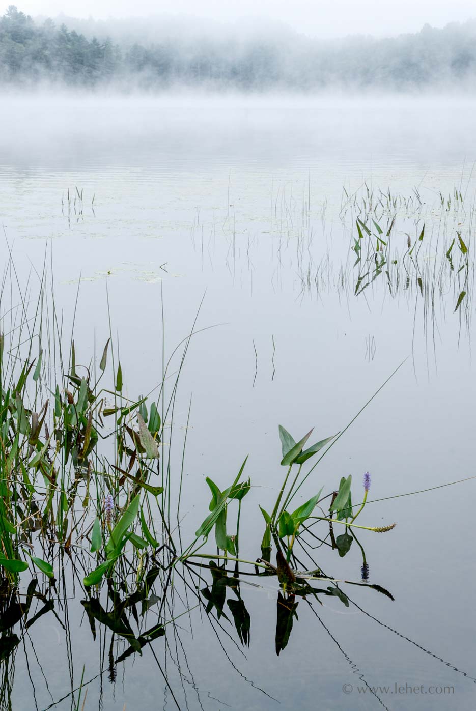 Pickerelweed with Flower, Mist, Post Pond