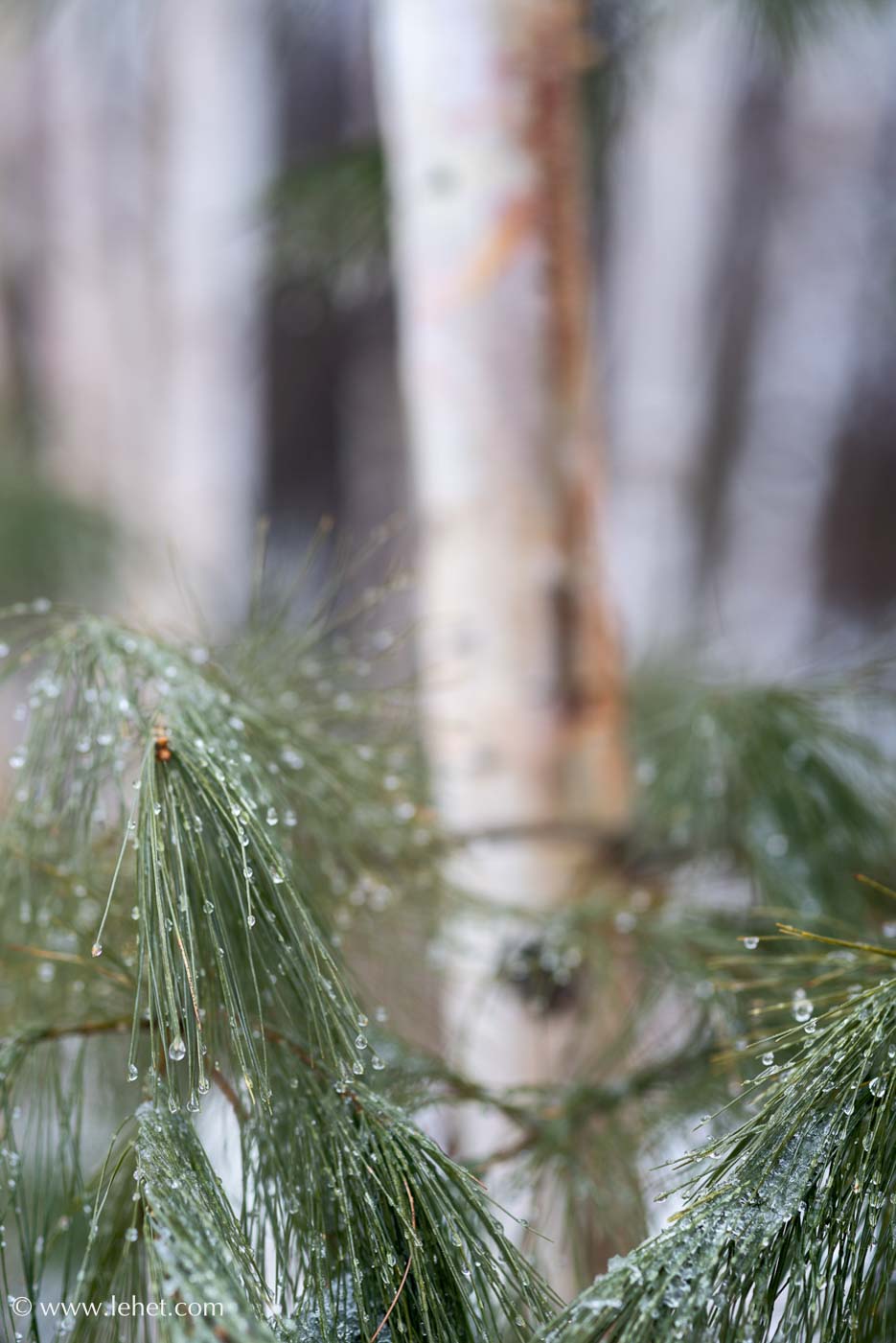 Pine Needles in Ice Storm by Birches, 2017