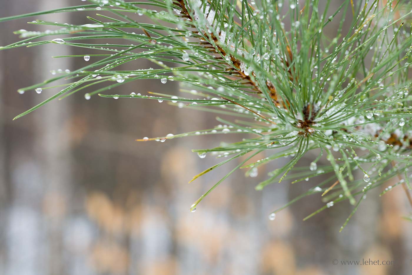 Wet Pine Needles in Winter Beech Wood