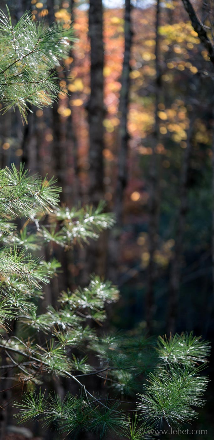 Pine Needles, Autumn Color Forest Backdrop