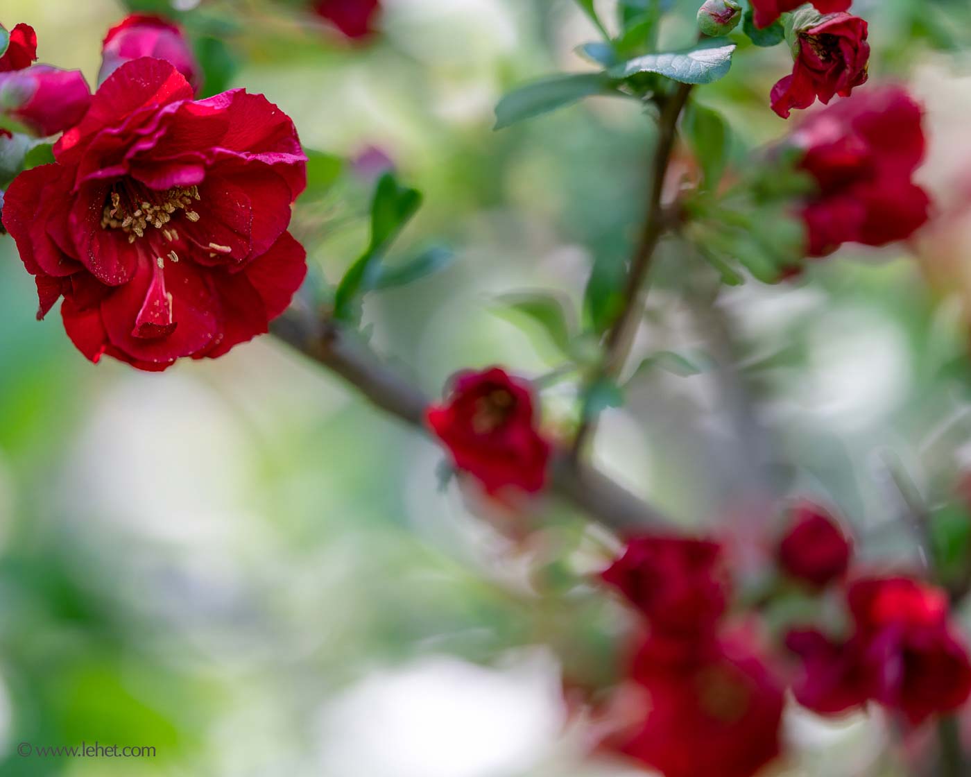 Red Quince Flower and Bokeh, Square