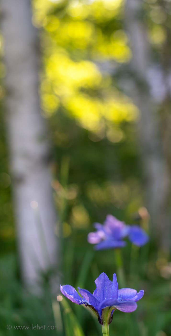 Siberian Iris, Birches Background