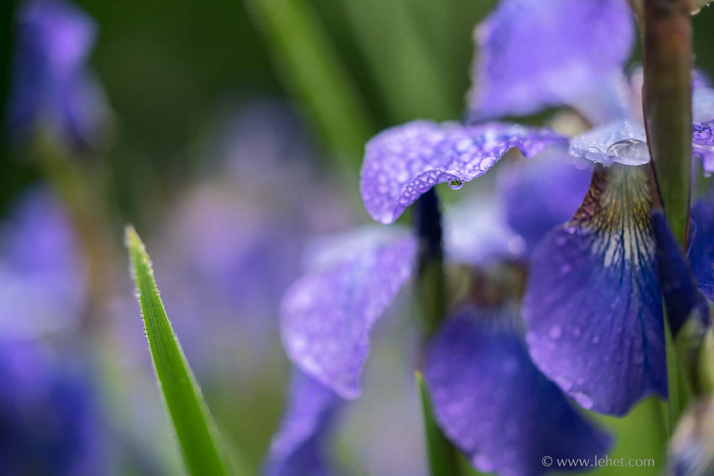 Siberian Iris in Rain