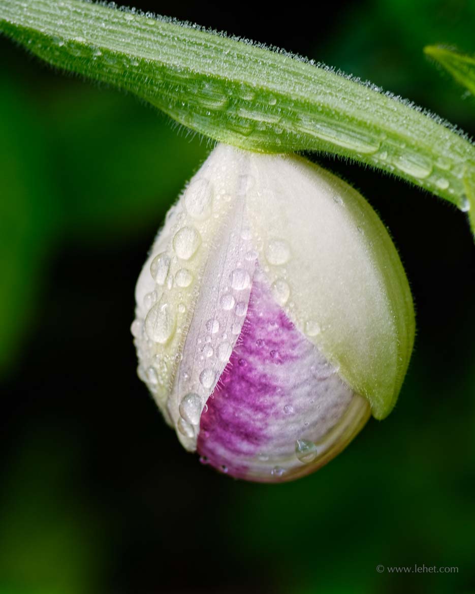 Showy Lady's slipper Vermont after rain