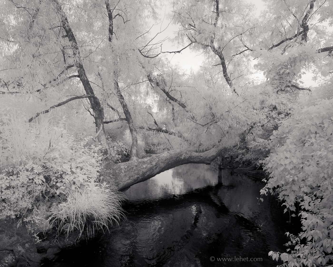 Trout Brook, Fallen Willow