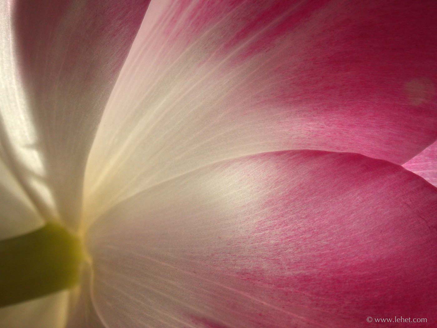Light Through Tulip