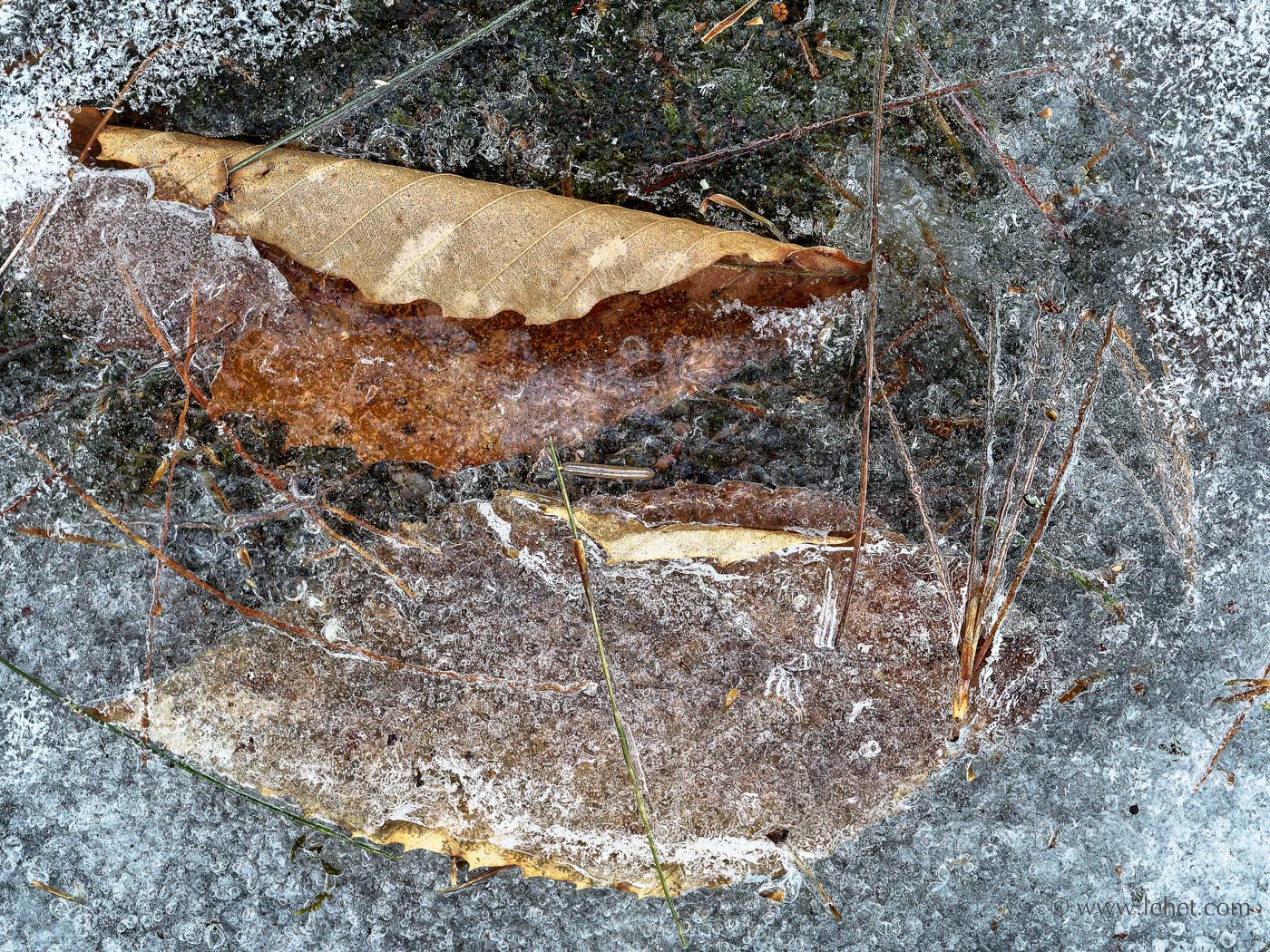 Two Beech Leaves, Pine Needles, Spring Ice 2014
