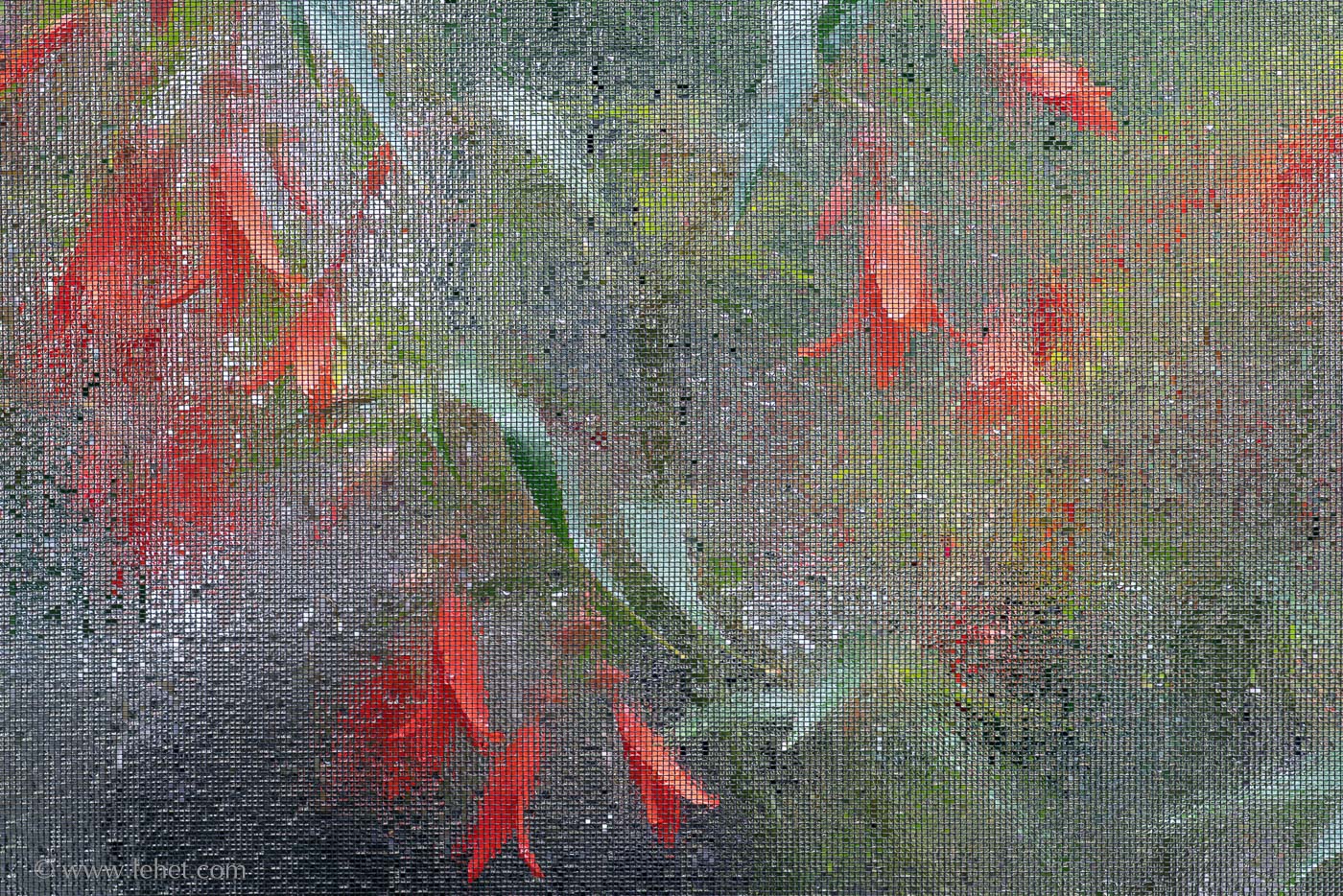 Orange Begonias through screen in rain