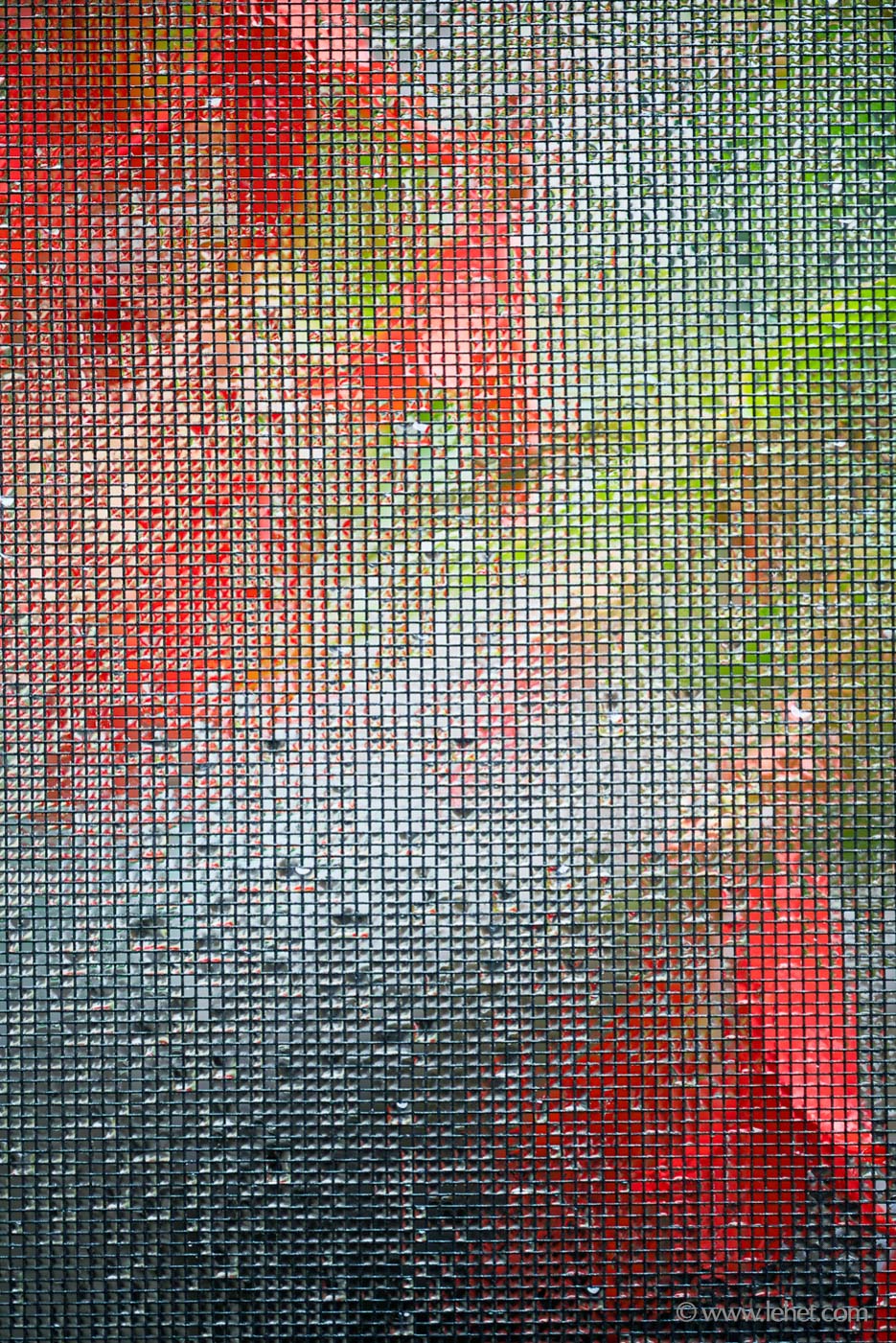 Orange and Scarlet Begonias Through Wet Screen, Vertical