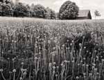 Dandelions Gone to Seed, Barn, Hartland VT 2014