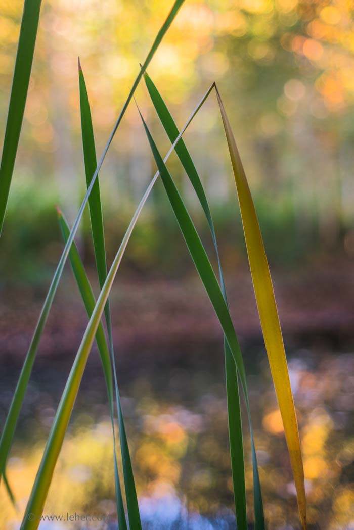 Cattail Leaves and Light Through Birches, Autumn