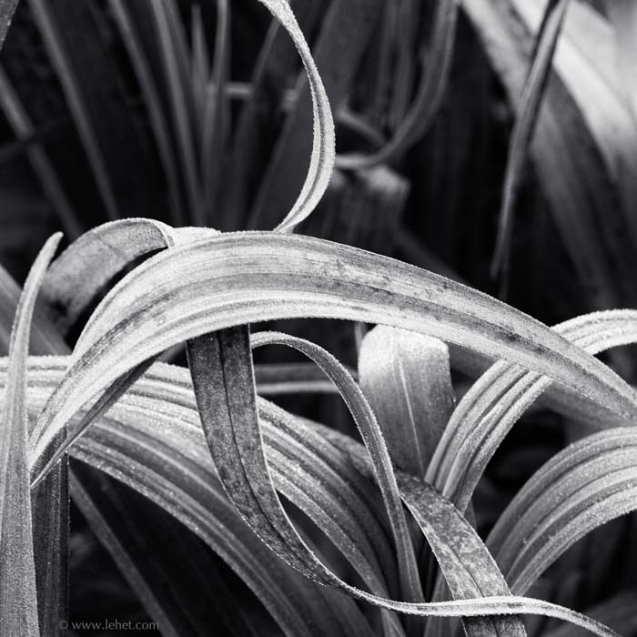 Leeks and Frost, black and white photograph