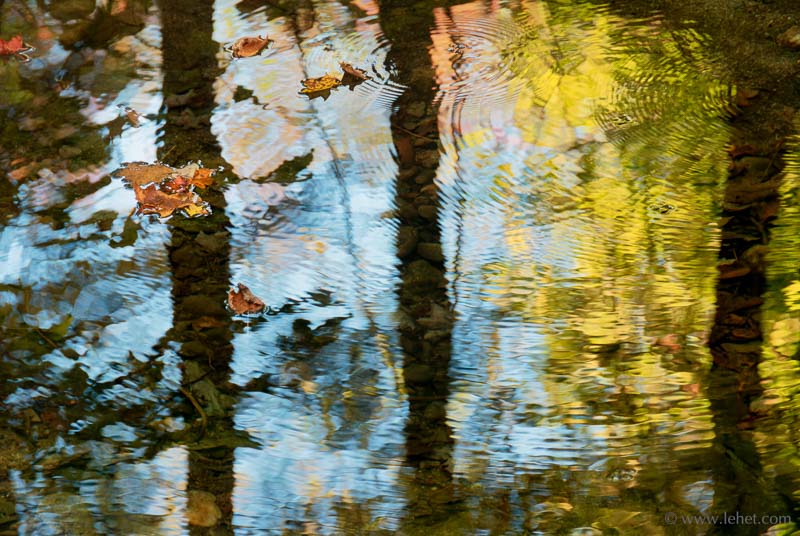 Four Water Striders, Autumn, Vermont