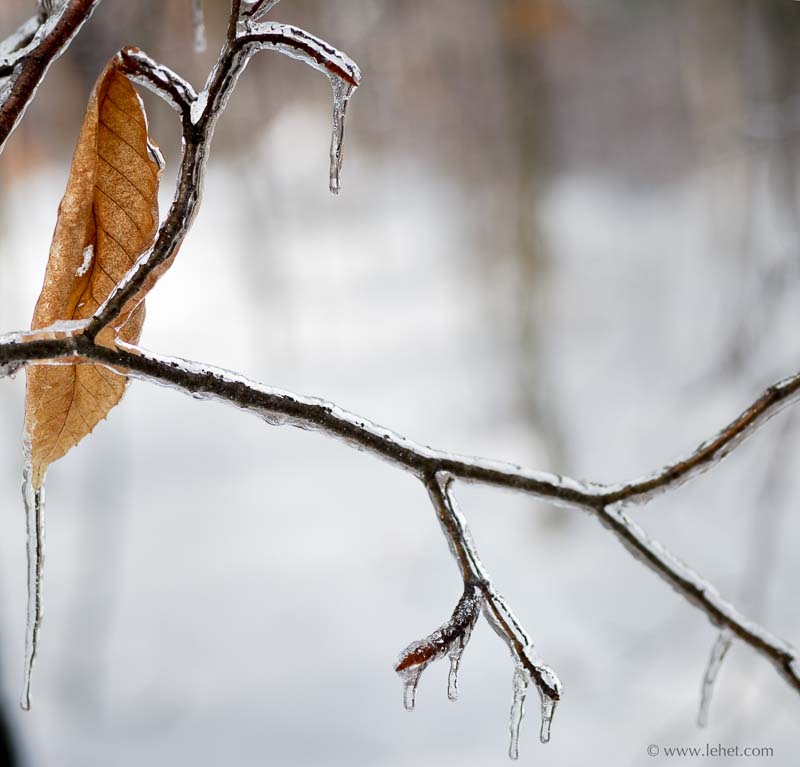 Beach Leaf and Branch in Ice Storm