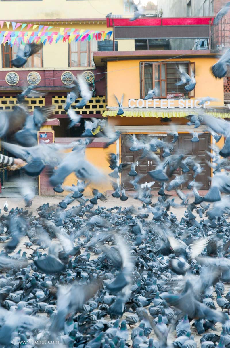 Pigeons and Coffee Shop, Bauddha, Nepal 2013