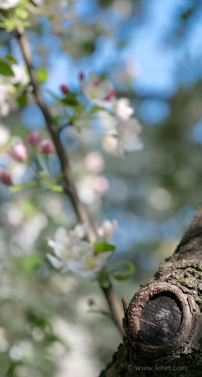Pruned Apple Tree, Blossoms