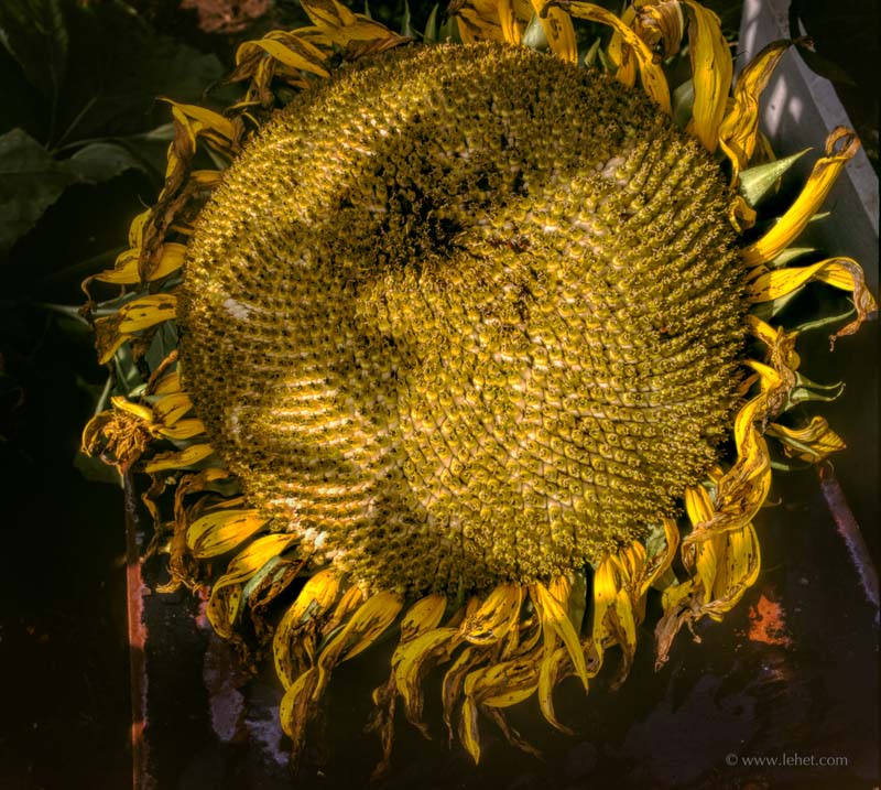 Sunflower Head, VT