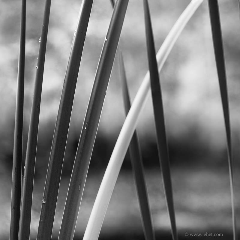 Black and White Cattails Abstract