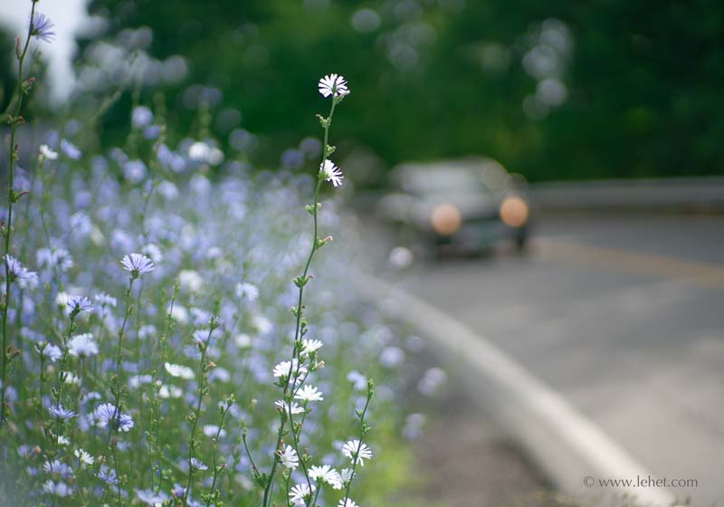 Roadside Chicory, Vermont, 2016