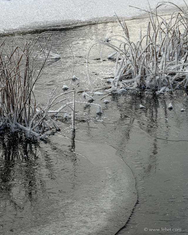 Reeds, Ice, and Rime, Clay Brook, NH