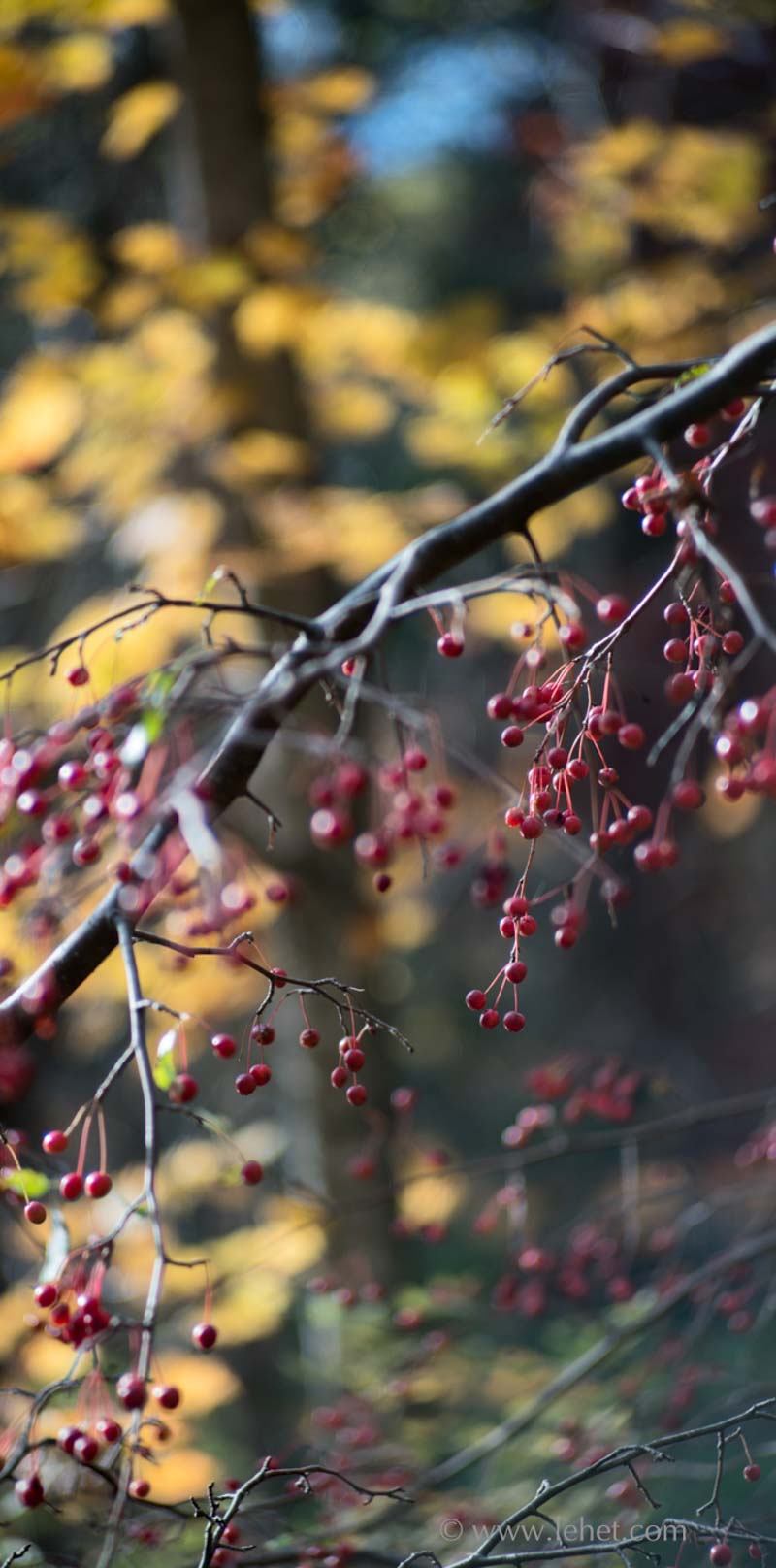Red Crabapples and Gold Foliage