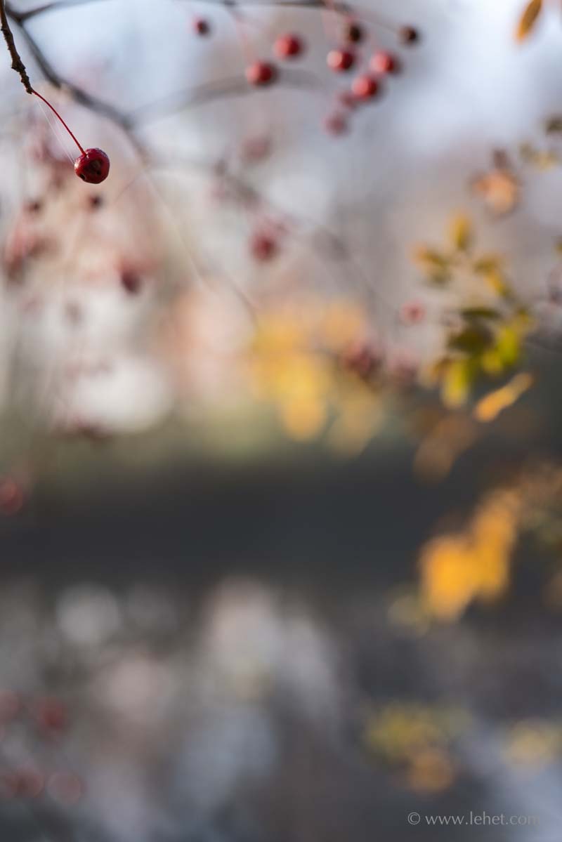 Crabapples and Fall Swamp Rose by Pond, Bokeh