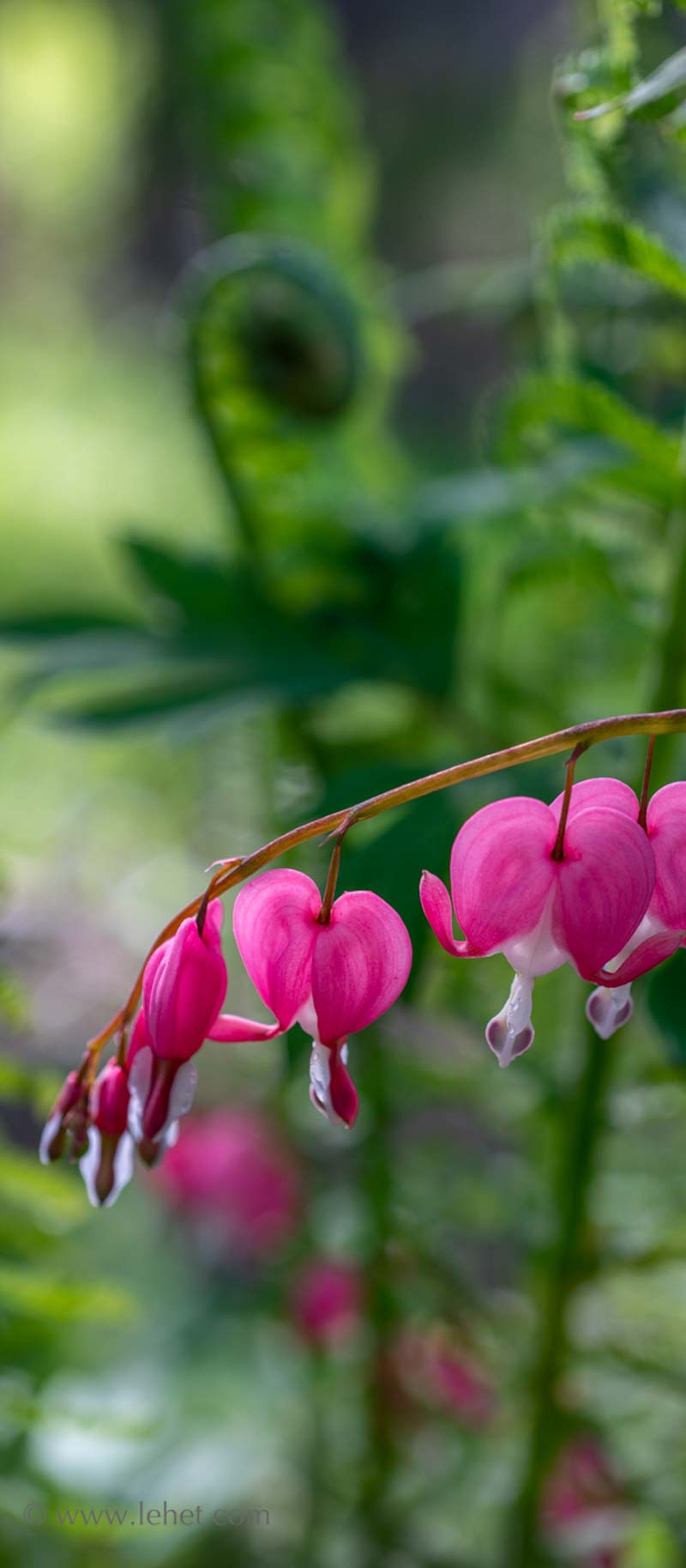 Dicentra with Bokeh Fiddlehead Panorama