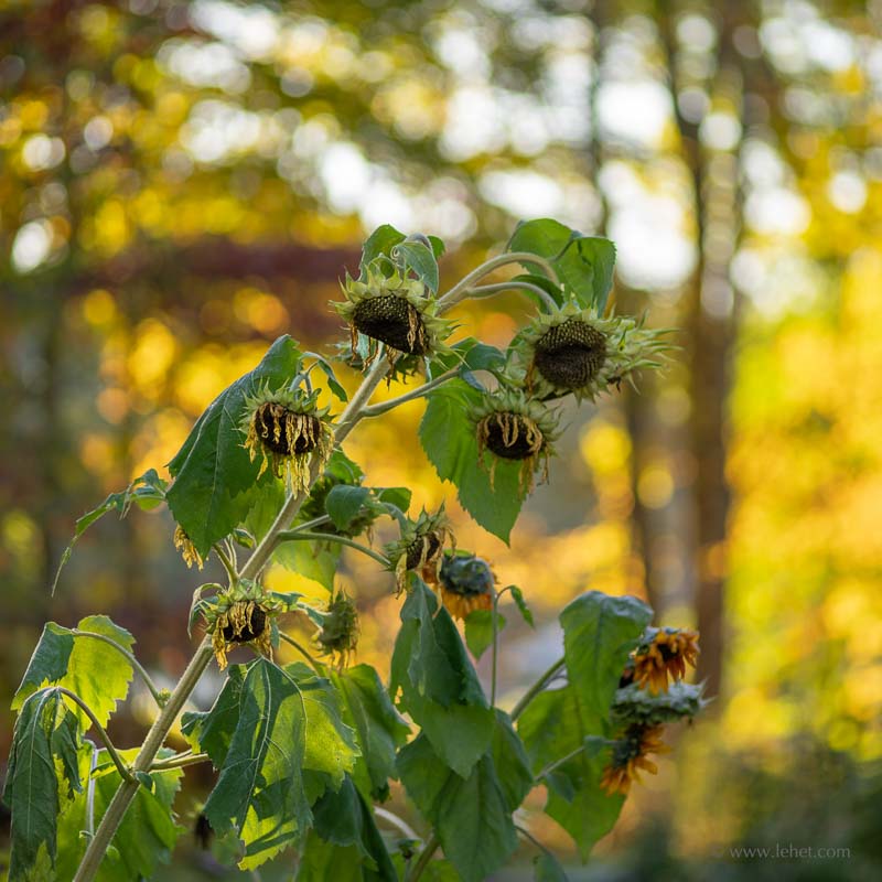 Sunflowers and Fall Foliage, Square