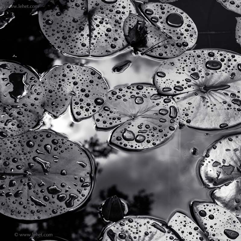 Dark Waterlily Leaves in Rain