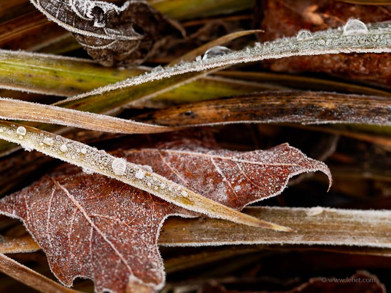 Frozen Dew on Autumn Siberian Iris and Maple Leaves 2013
