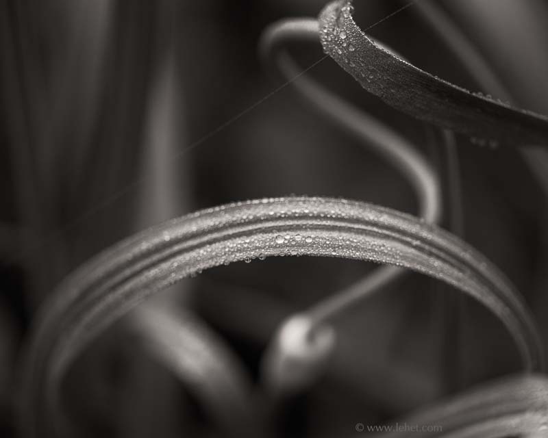 Dew on Curved Garlic Leaf, Scape Spiral