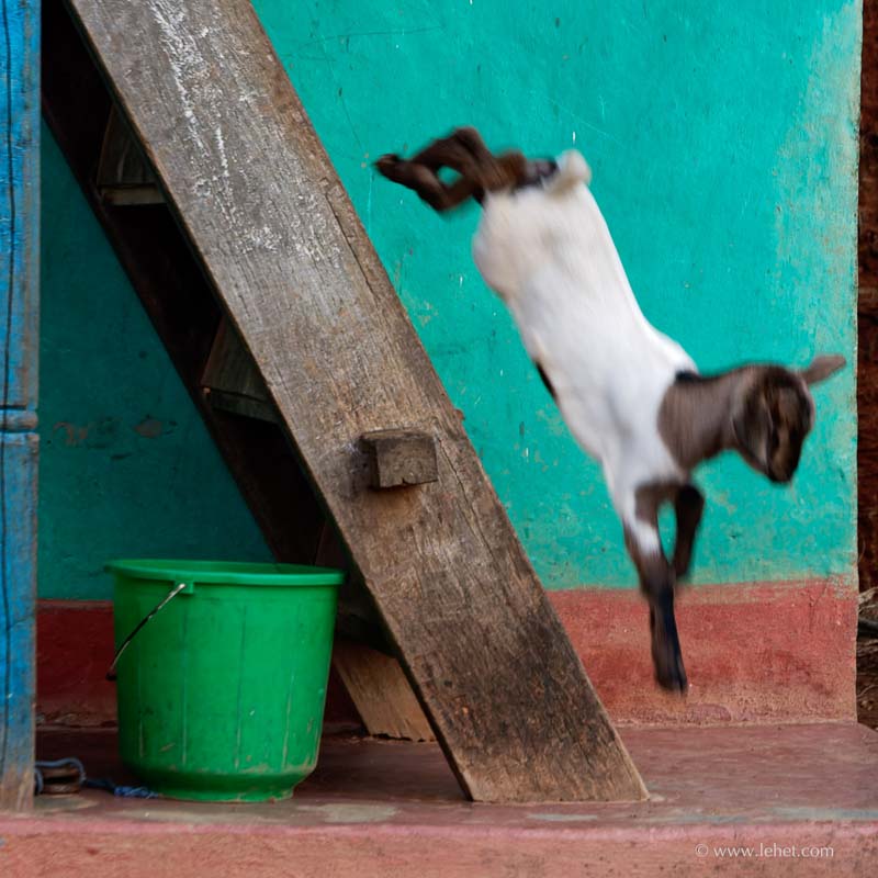 Nepal Village Kid Goat in Air