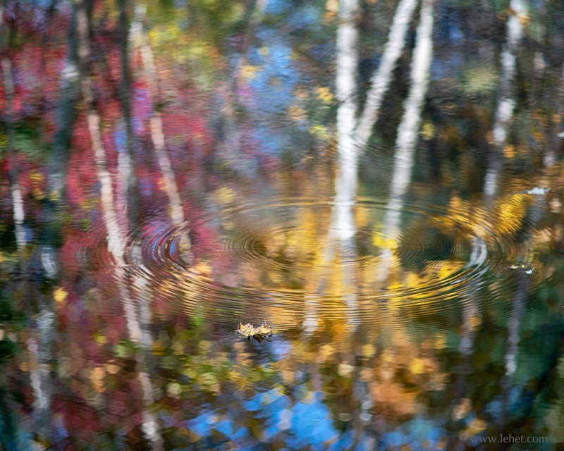 Leaf Splash, Birch Reflections, Rall Foliage