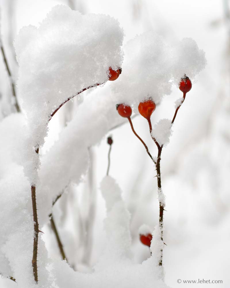 Rose Hips in Snow