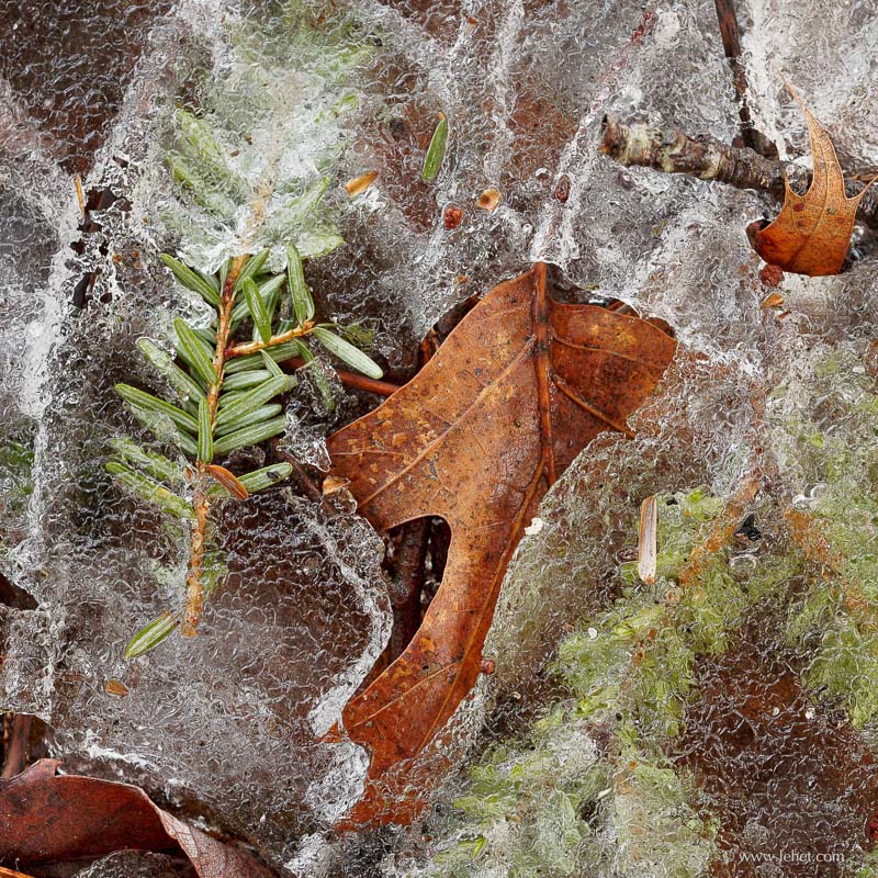  Oak Leaf and Hemlock in Spring Ice, Vermont 2014