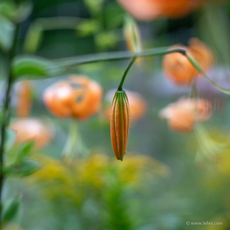 Orange Lily Bud, Lilies and Goldenrods Behind