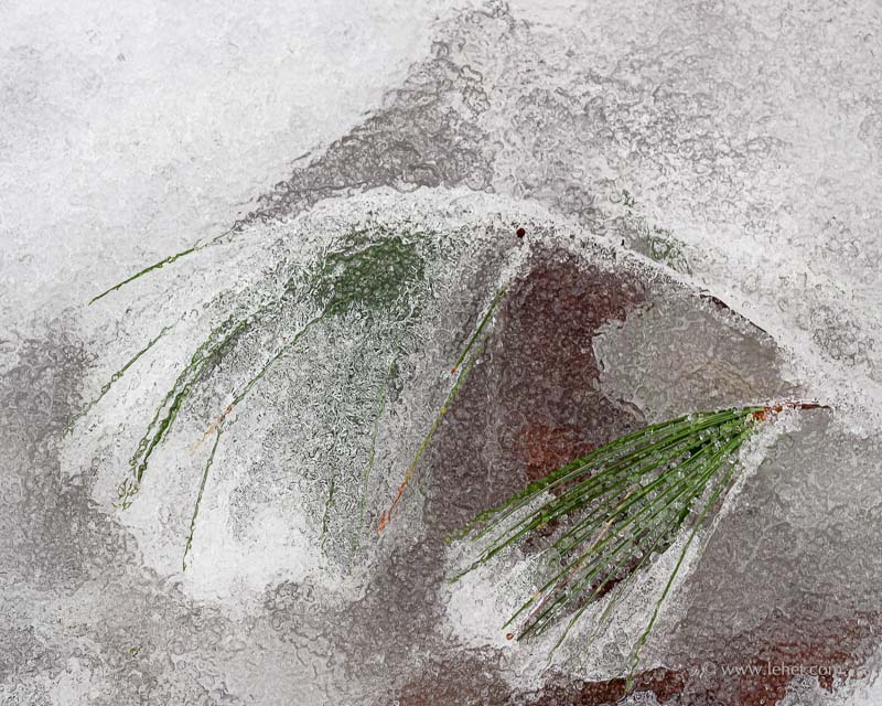 Pine Sprigs in Ice, Curves