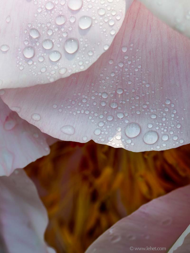 Dew and Sunlight on Pink Peony