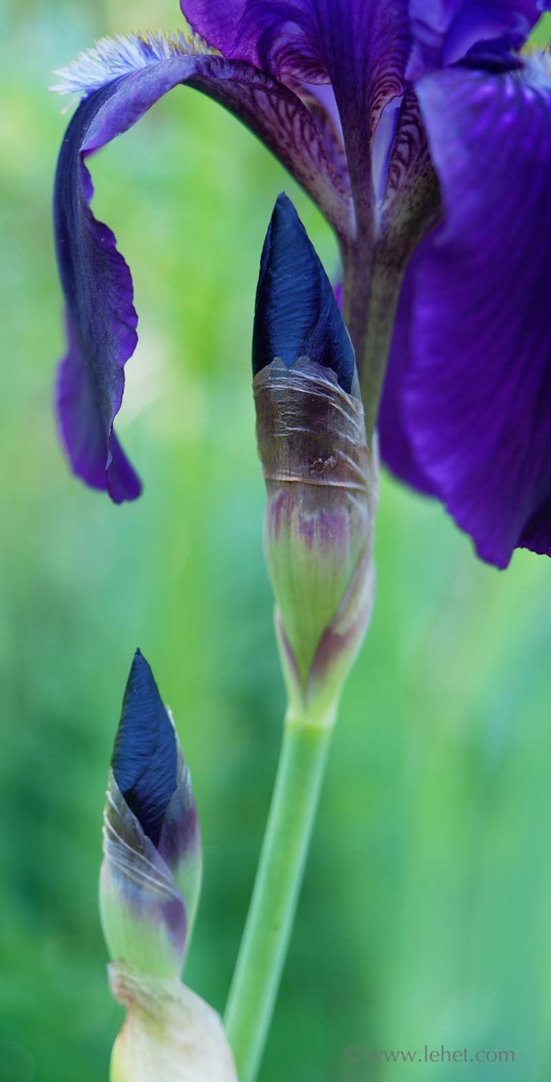 Purple Bearded Iris Bud, Thin Vertical