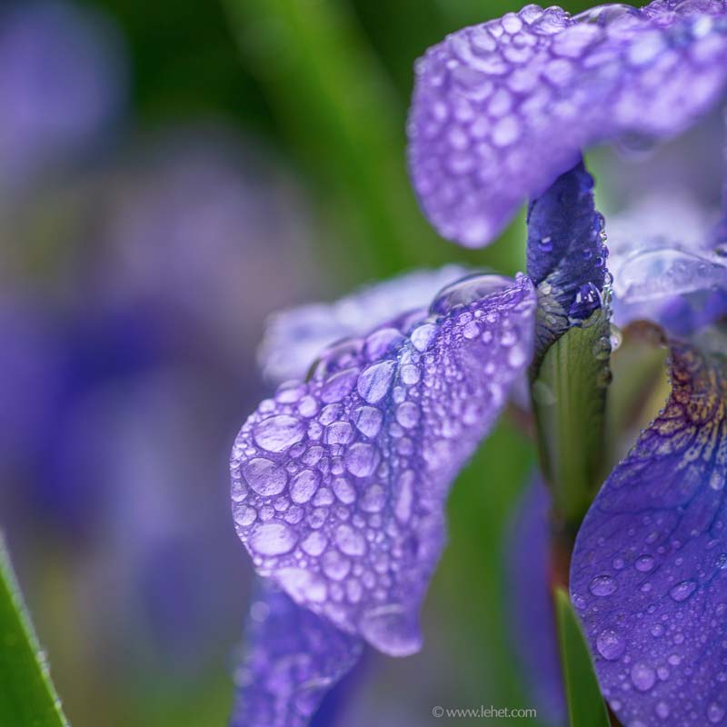 Purple Siberian Iris and Bud After Rain