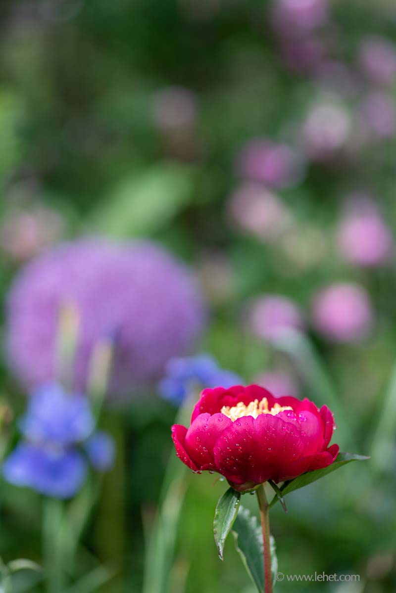 Red Peony After Rain, by Iris and Roses