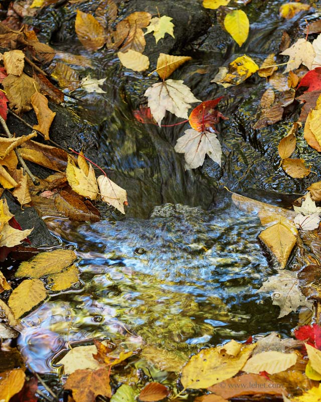 Foliage Reflection in Small Pool, Fallen Gold Leaves