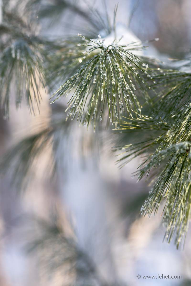 Rime Ice on Pine Needles, Birch Trees, 2019