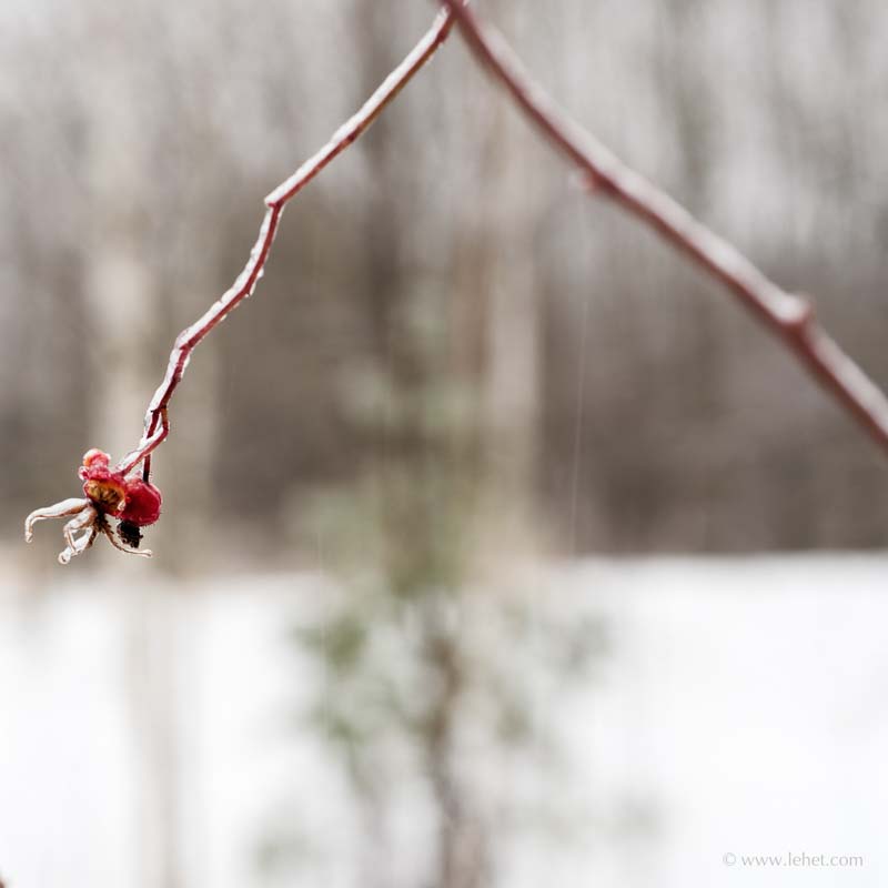 Rose Hips in Ice Storm