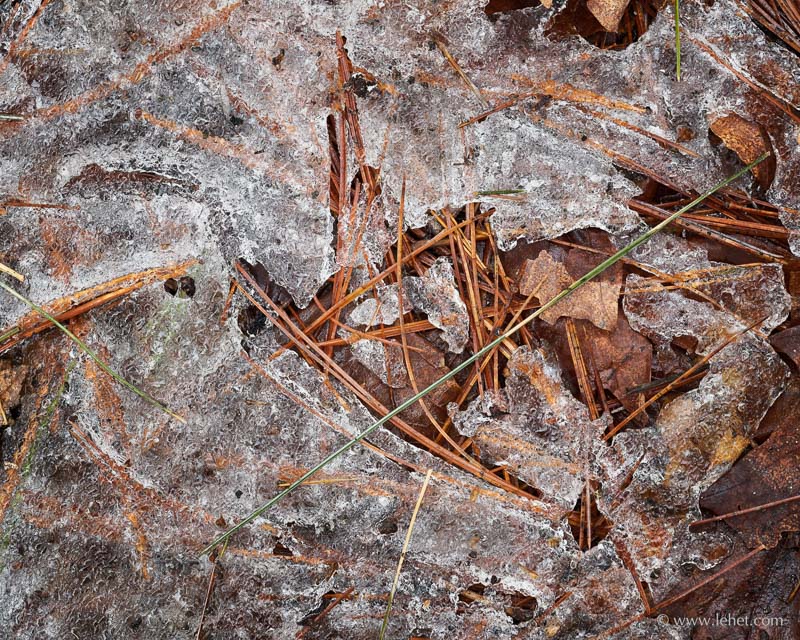 Pine Needles and Spring Ice