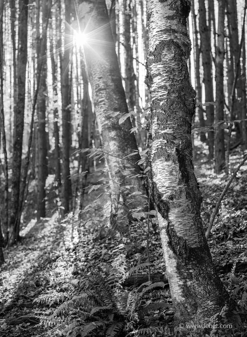 Black and White Birch in Fall Woods with Sunstar